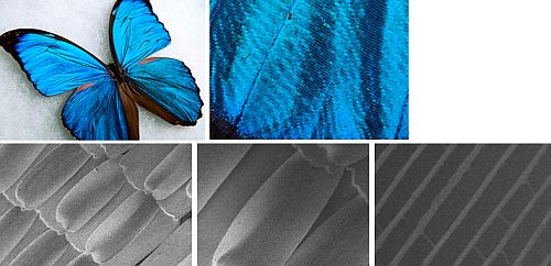 The Menaleus Blue Morpho and surface engineering