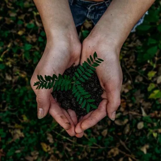 hands holding ground and plant