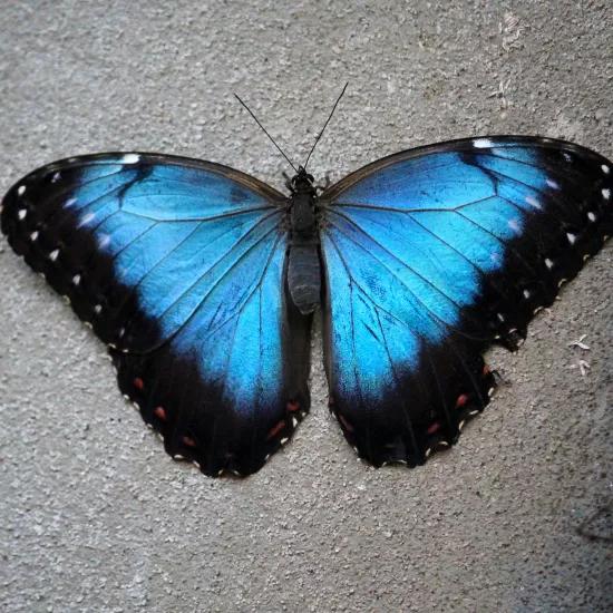 The Menaleus Blue Morpho butterfly