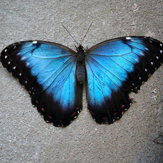 The Menaleus Blue Morpho butterfly