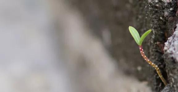 A young plant growing between stones, symbolising resilience and the ability to thrive in challenging conditions.