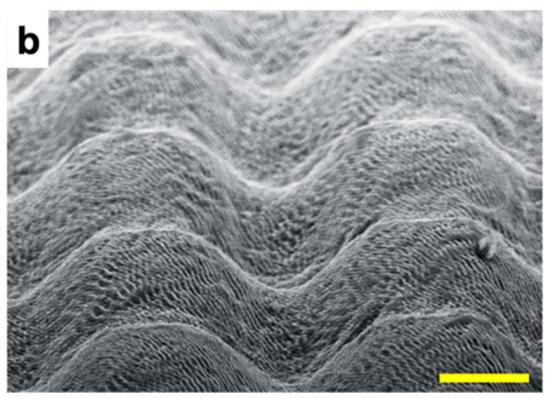 Een micro en nanogestructureerd oppervlak